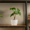 alocasia jacklyn plant plant on a wood and iron shelf in someones home in a 6in white ceramic textured pot