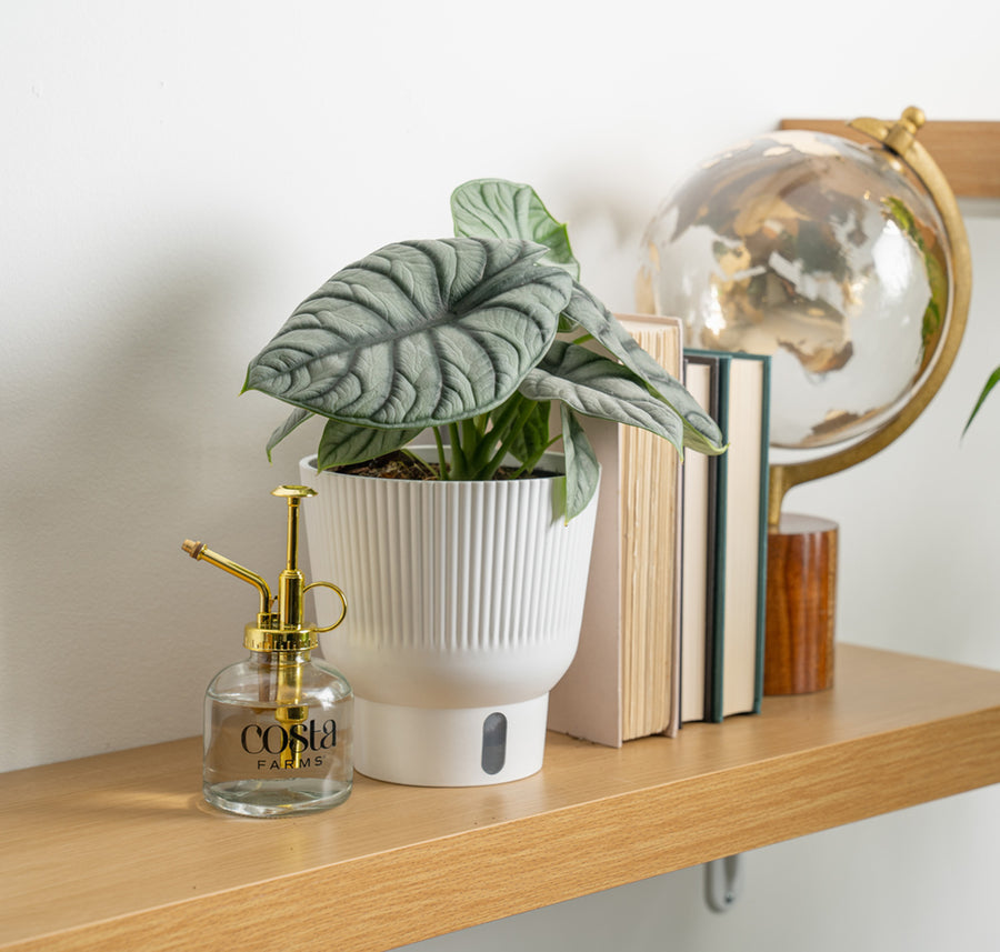 A medium 6in Alocasia Silver Dragon plant sits on a light wooden shelf. The plant has very unique pointed leaves with a silvery light shade of green and arrow shaped. The leaves also have some texture. 