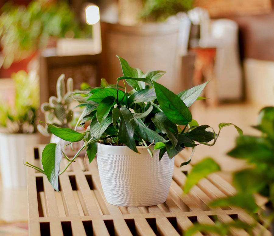 A Baltic Blue plant in a white decor container. It is surrounded by other plants in the backdrop. 