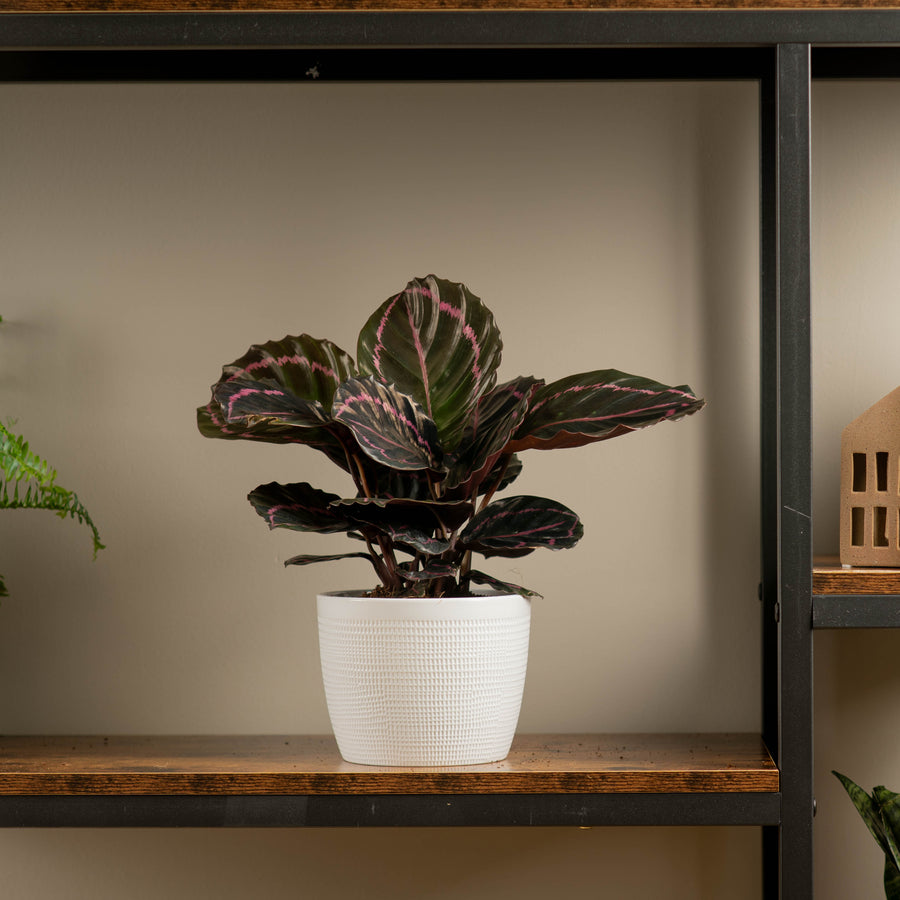 calathea dottie : plant on a wood and iron shelf in someones home in a 6in white ceramic textured pot