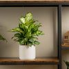 dieffenbachia plant in mid century pot sitting on a wood an iron shelf in someones home
