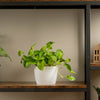 global green pothos in white textured pot sitting atop a wood and iron shelf in someones home 