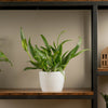 Epipremnum amplissimum plant in white textured pot sitting atop of a wood and iron shelf