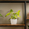 Golden Violin Philodendron in a white textured pot sitting on a wood and iron shelf in someones home 