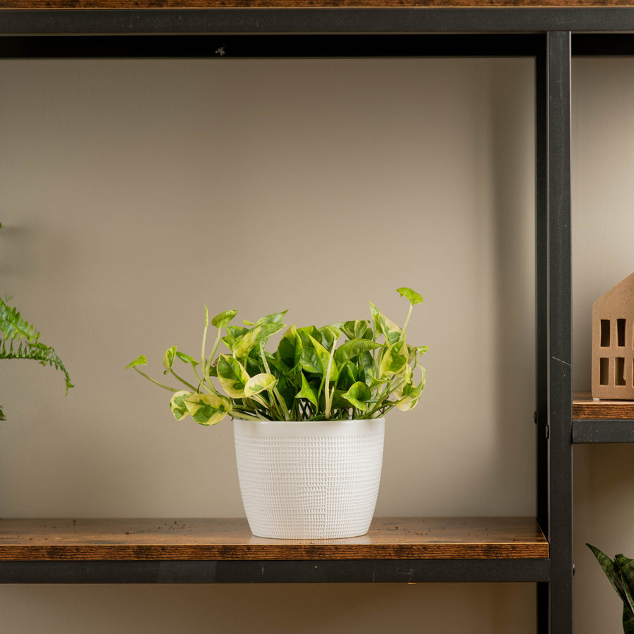 lemon meringue pothos plant sitting atop a wood and iron shelf in someones home