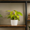 painted lady plant : plant on a wood and iron shelf in someones home in a 6in white ceramic textured pot