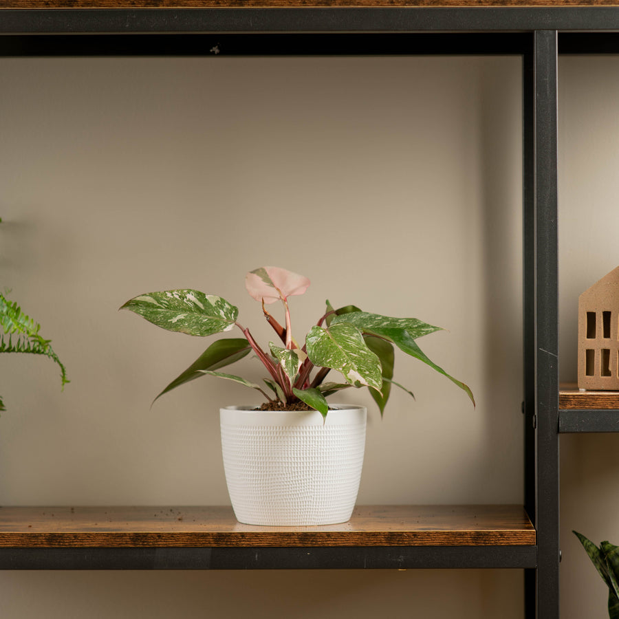 trendy and popular pink princess philodendron plant in textured white pot sitting atop a wood and iron shelf in someones home 