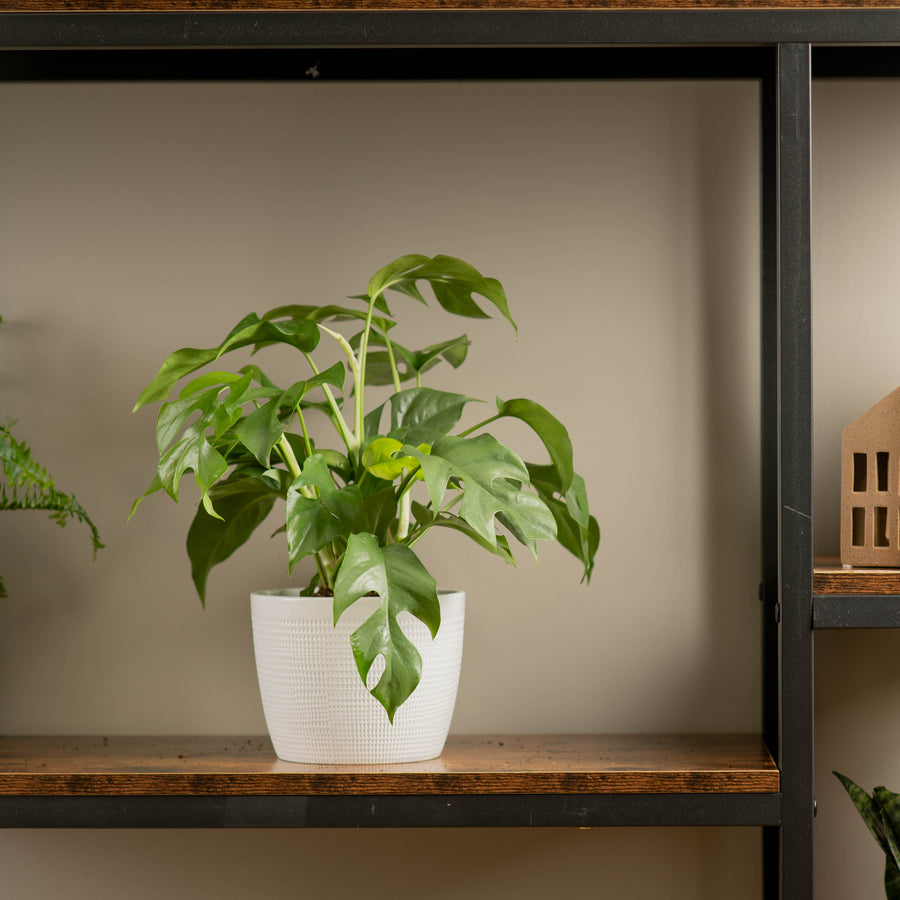 mini monstera plant in a textured white pot, sitting atop a wood and iron shelf in someones home 