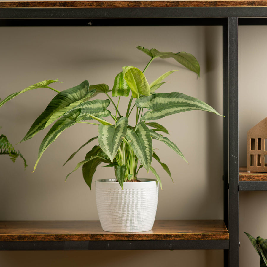 medium schismatoglottis plant in textured white pot, sitting atop a wood and iron shelf in someones home 