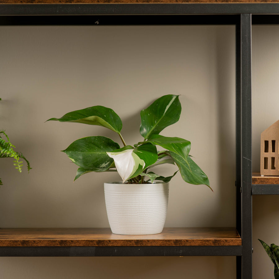 medium white knight philodendron plant in textured white pot, sitting atop a wood and iron shelf in someones home 
