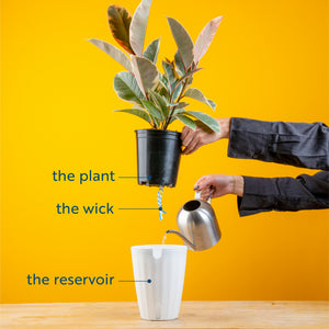 Little Fiddle Leaf Fig - Thumbnail 4