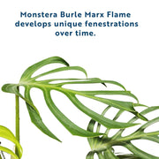 monstera burle max Monstera Burle Marx Flame