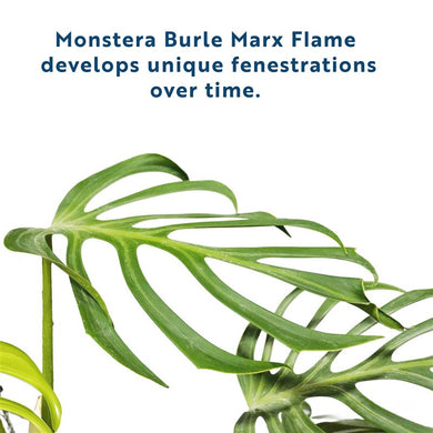Monstera Burle Marx Flame