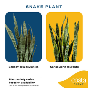 digital infographic to showcase the different varieties of snake plant that may ship, 2 of the varieties listed are sansevieria zeylanica which features zebra like stripes and sansevieria laurentii which features bright yellow edges around the leaves 