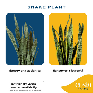 large snake plants Snake Plant
