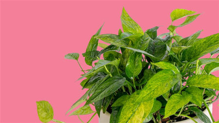 Introducing Mini Mint