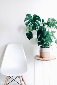 If You're Building a Houseplant Collection, Start by Styling a Statement Plant
