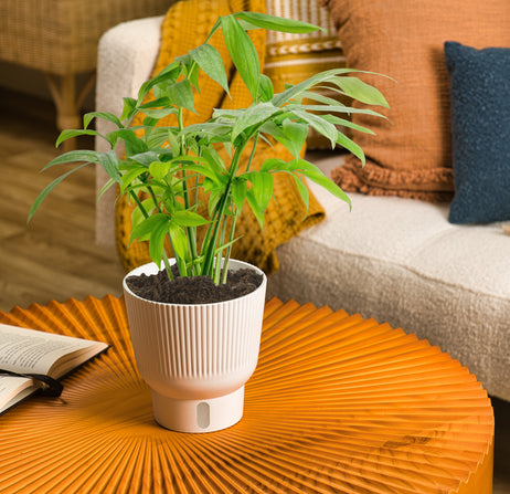 A monstera subpinatta plant sits on a orange wood table. This lifestyle image also shows a white couch in the background with decorative pillows. 
