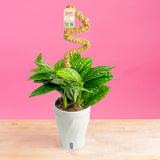 Monstera Peru | medium