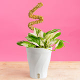 Scindapsus treubii Moonlight Albo | medium