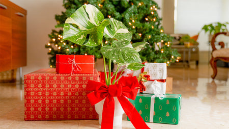 Gift Joy With a Beautiful Plant
