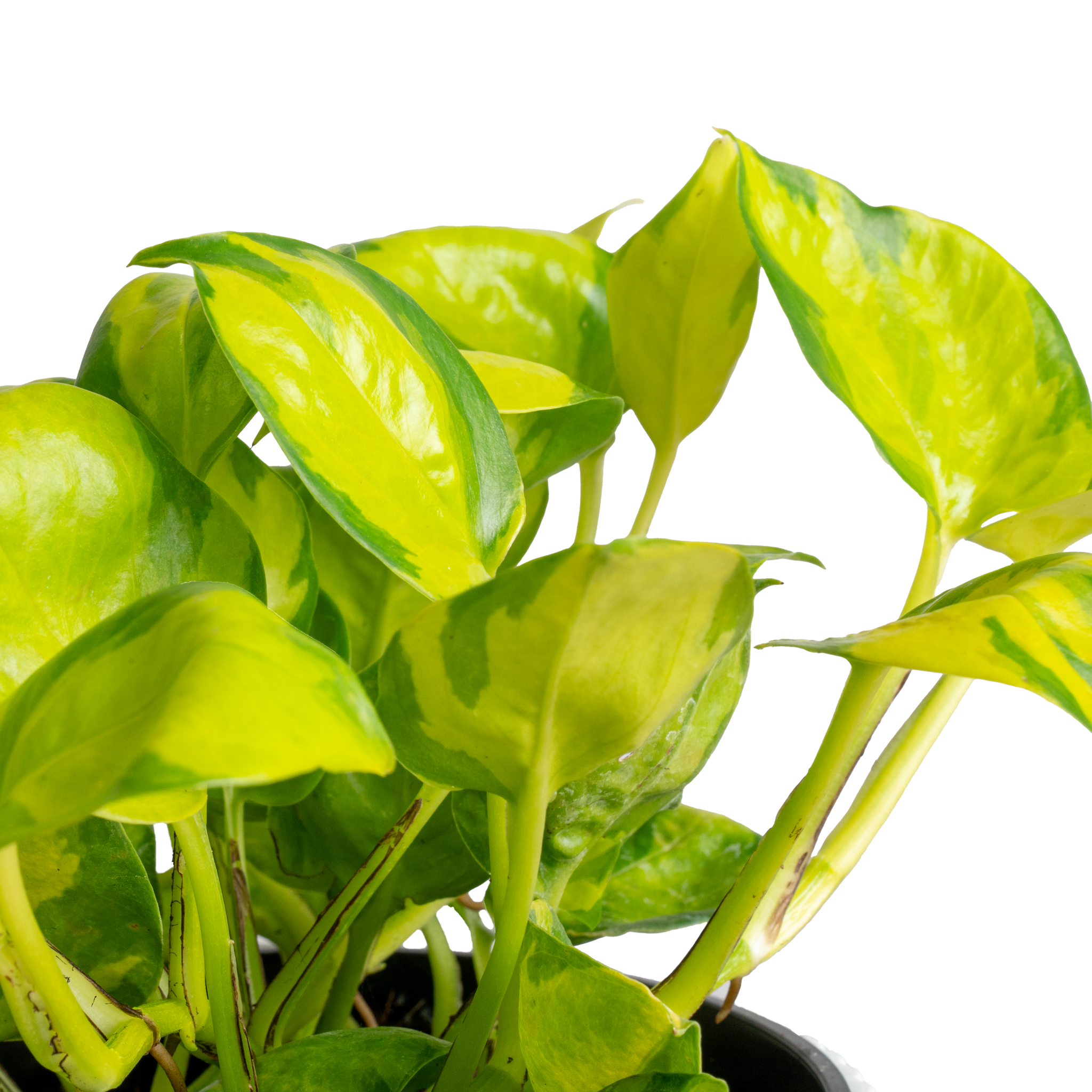 A close-up photo of the foliage of the Neon Joy Pothos. 