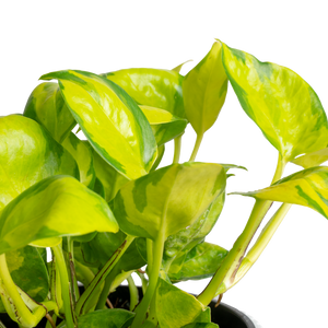 joy pothos plant Pothos Neon Joy