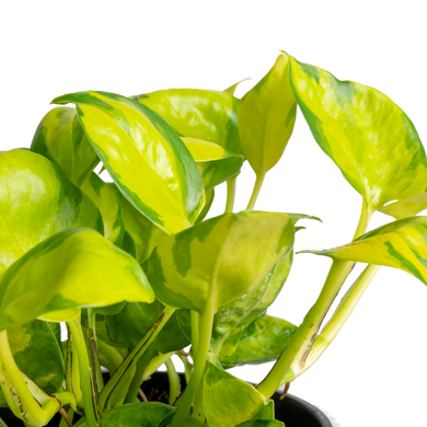neon pothos outdoors Pothos Neon Joy
