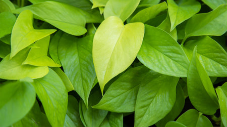 New Glow: Neon Pothos