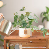 small philodendron brandtianum in a two tone white and cream ceramic pot, being cared for and watered by someone i their brightly lit living room