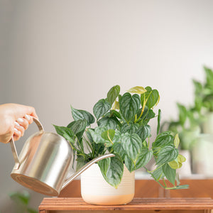 medium philodendron brandtianum in a two tone white and cream ceramic pot, being cared for and watered by someone in their brightly lit living room 