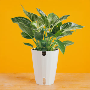 Philodendron Birkin | medium