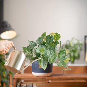 medium philodendron brandtianum in a two tone white and navy blue ceramic pot, being cared for and watered by someone in their brightly lit living room