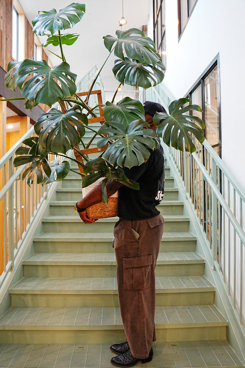 Monstera Deliciosa