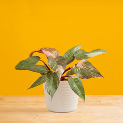 A medium 6in Sterling Silver plant sits on a light wooden table with a bright pink backdrop. The unique leaves grow upwards and have beautiful silvery leaves. It is inside a white self-watering decor container. 