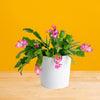 A holiday cactus sits on a light wooden table with a bright yellow backdrop.