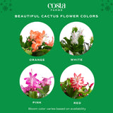 An infographic depicting the bloom colors shipped for the holiday cactus. 