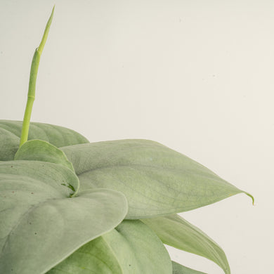 Scindapsus Platinum Java | medium – Costa Farms