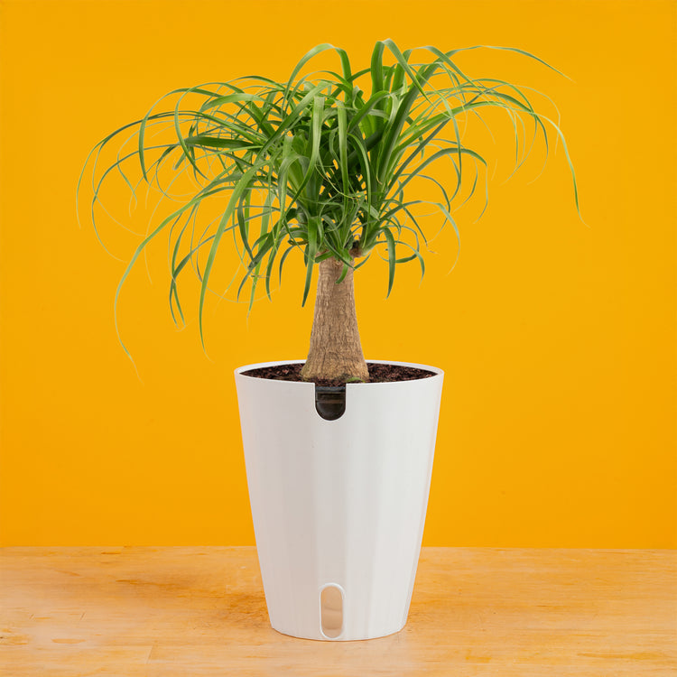 planting ponytail palm outdoors Ponytail Palm – Costa Farms