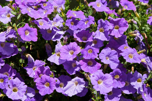 6 Best Summer Flowers to Plant Now for Instant Front Yard Color