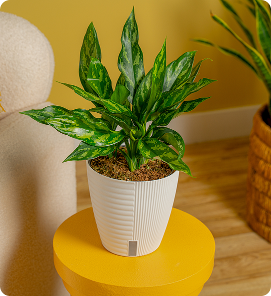 Plants for any room