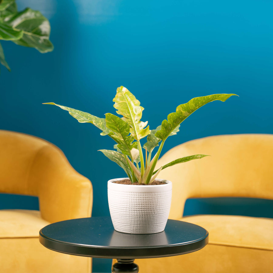 Philodendron Ring of Fire in white pot on black table