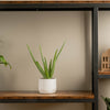 an aloe vera plant in a white textured and scallped pot set on a modern iron and wood shelf against a deep beige wall
