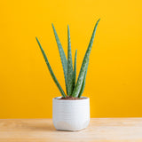 a small aloe vera plant in a textured and scalloped white ceramic pot. the plant is set against a bright yellow background and features 6 upright leaves