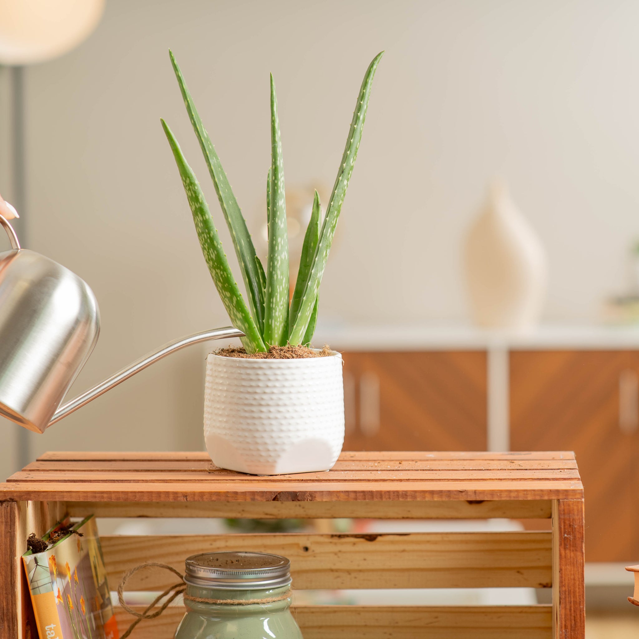 a person watering the aloe vera in a white textured and scalloped pot set in a brightly lit and modern living room the plant is on a wooden shelf decorated with books and a candle 