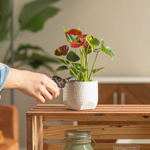 a person trimming anthurium plant in white textured pot with 4 blooms in a living room