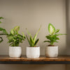 clean air pack of plants on iron and wood shelf
