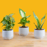 a pack of 3 clean air plants plant in a mid century modern white ceramic pot set on a bright yellow background plant and pot are on a wooden table, the plants are a variety mix