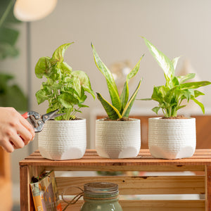3 different varieties of plants from clean air pack plant in a textured decor pot on top of a crate shelf, being cared for by someone in their brightly lit living room