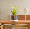 A small snake plant in a blue and white ceramic pot. It sits on a wooden table. 